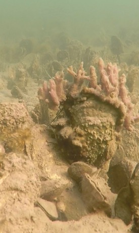 Further study is needed to better understand the importance of oyster reefs as nursery habitat. (Photo by L. Kellogg/VIMS)