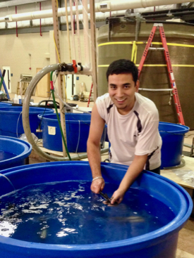 VIMS Ph.D. student Vaskar Nepal tests the salinity tolerance of blue catfish in the Seawater Research Laboratory at VIMS. (Photo by M. Fabrizio/VIMS)