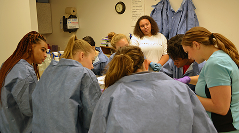 Seven William & 玛丽 students huddle around a steel dissection table as their lab instructor Ashleigh Everhardt Queen dissects a human heart.  