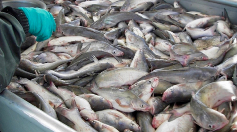 A gloved hand sorts catfish in a large bin