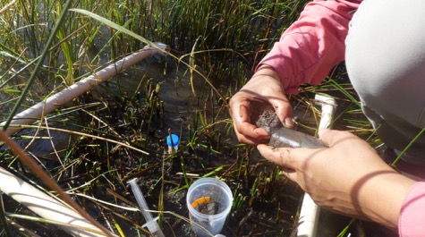 Salt marsh sampling: