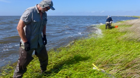 Salt marsh sampling:
