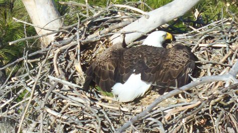 A bald eagle strikes an unusual “spread eagle” pose on a nest near Hopewell along the James River.