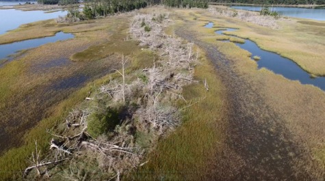 A ghost forest develops atop the Catlett Islands along the north shore of the York River just upstream from the Virginia Institute of Marine Science in Gloucester Point.