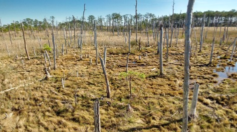  A ghost forest develops along the Blackwater River near Robbins, 玛丽land.