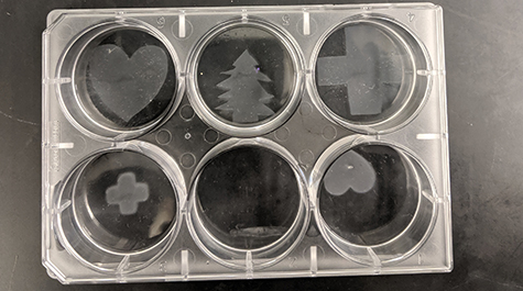 Photo showing biofilms that developed distinct patterns when exposed to blue light.