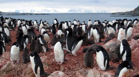 Adélie Penguins: