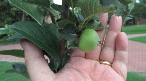 A photo from June of 2018 shows the Newton Trees growing outside Small Hall doing well, even producing apples. 