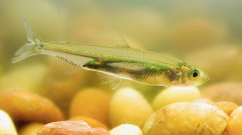 Delta Smelt: