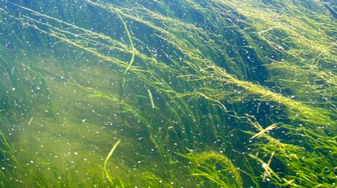 Wild celery: