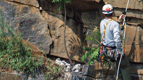 Bird conservationist climbs rock face of Luck Stone quarry to band four peregrine falcon chicks. 
