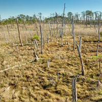 Thin tree stumps protrude from a marsh