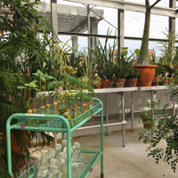 greenhouse-thumb.jpg