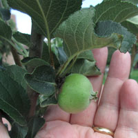 A photo from June of 2018 shows the Newton Trees growing outside Small Hall doing well, even producing apples. 
