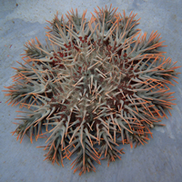 seastar-thumb2.png