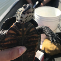 Someone holds a terrapin