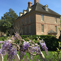Wisteria grows on a fence in front of the President's House
