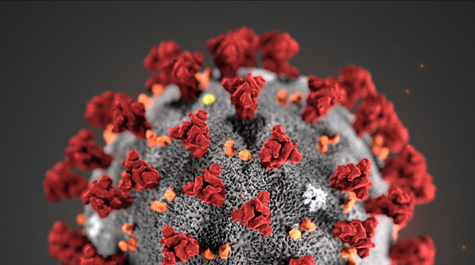 A microscopic view of COVID-19