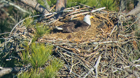 A bald eagle incubates her eggs on a nest 