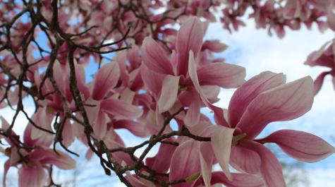 Spring foliage: 