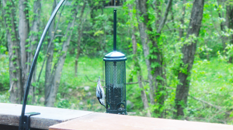Feeder photo: 
