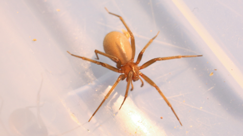 brown recluse spider spinning a web 