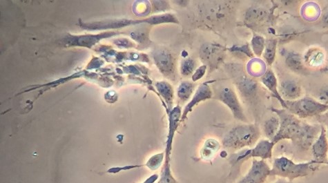 Cellular image of circles and swirls