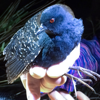 Black rail 
