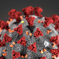 A microscopic view of COVID-19