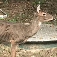 A deer with matted fur and ribs visible through the skin