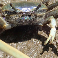 A fiddler crab on the beach 