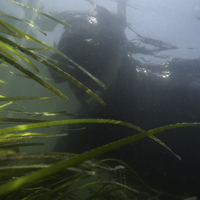 Diver with seagrass in hand