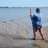 Crew members seine for juvenile striped bass