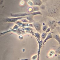 Cellular image of circles and swirls