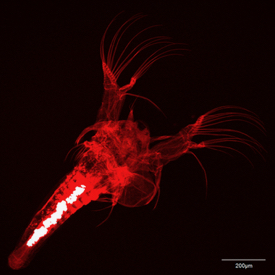 The white specks in the gut of this larval brine shrimp are microplastic particles from the breakdown of polyurethane foam. (Photo by Hamish Small/VIMS)