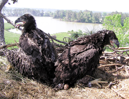 Two- and three-chick broods were common on the Chesapeake — until “floaters” cut down on productivity. (CCB photo)