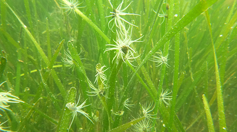 anemones475.jpg