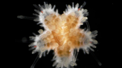 seastar_475.jpg