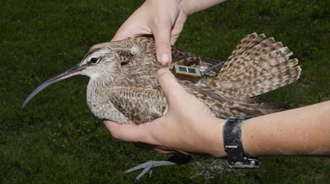 whimbrel475.jpg