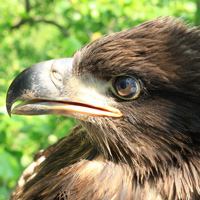 Eagle