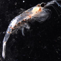 A krill