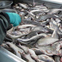 A bin of caught catfish