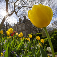 Yellow tulips in front of a large, brick building with the sun shining through a tree