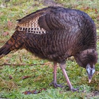 A turkey