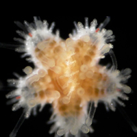 A sea star, just days from metamorphosis, consumes a sibling. 