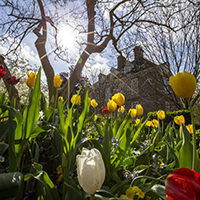 Tulips blooming on campus