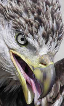 Eagle Eagle