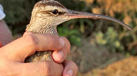 Long-billed shorebird