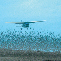 birdcensuslisting