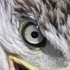 eagle_thumb.jpg